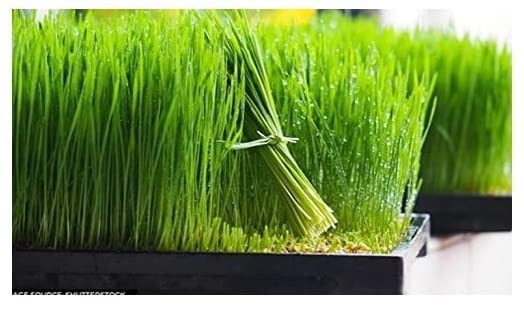 NearNature Organic Premium Wheat Grass Seeds - 1 kg (B0BVQDJGGF) Amazon Price History, Amazon Price Tracker