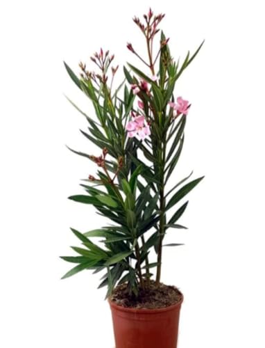 Planta natural Adelfa Nerium Oleander Rosa, 30 cm. Arbusto ornamental, con flores vistosas y muy resistentes. Segura Garden.