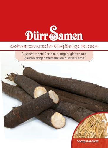Dürr-Samen - Schwarzwurzeln Einjährige Riesen Saatgut