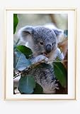 Din A4 Kunstdruck ohne Rahmen - Süßer Koala mit 