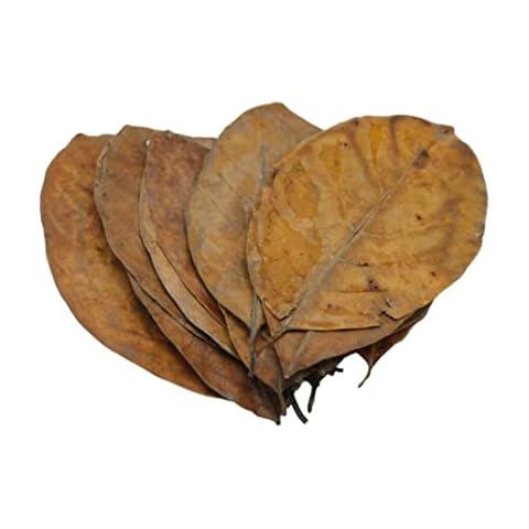 Forest Aquatics Jack Leaves For Shrimp, 7-9 Inches, Shelter and Natural Aquarium Fish Food, Provides Healing Tannins, Perfect for Breeding and Hiding (3) Cover