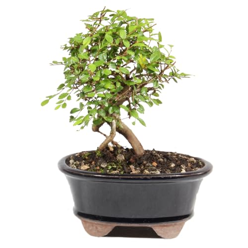 Top 10 Best Fertilizer For Chinese Elm Bonsai​