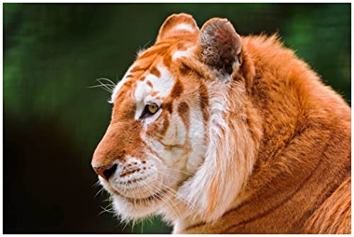 Puzzle de 500 Piezas para Adultos,Puzzle de Madera,Tigre Bestia de Liger Puzzle,Regalo para Novia Cover