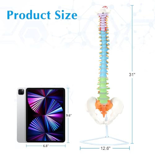 Image of SKUMOD Life Size Colored Spine Anatomy Model, 34 inch Flexible Colored Anatomical Human Spine Model with Vertebrae, Nerves, Arteries, Lumbar and Pelvis, Medical Spine Model with Brackets and Instructions