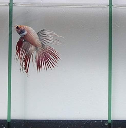 Quinn's Fins- Live Crowntail Betta