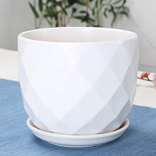 Pot de fleur avec plateau extra large pour éviter les fuites d'eau dans le salon