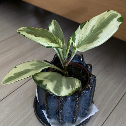 ??lCϗtA?? {[~[ yy~A IucVtHA  c