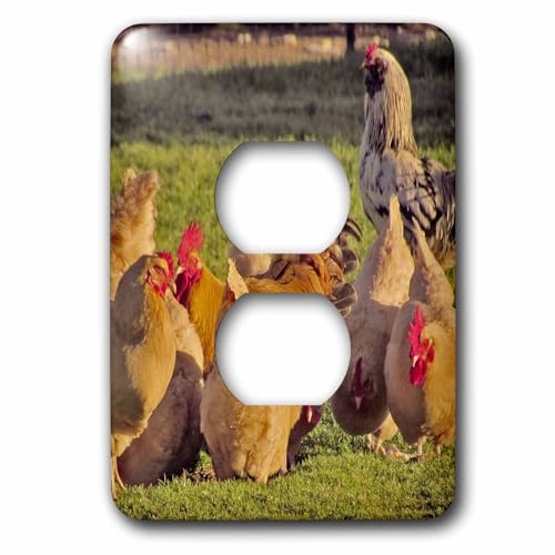 Poules impression haute définition sur plaque murale 3dRose lsp_50417_1 de 15,2 cm