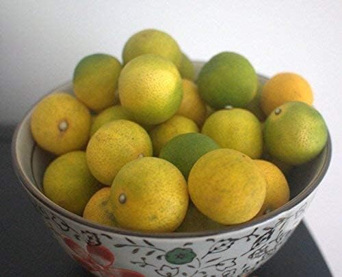 Green View® Bonsai Kumquat Plant, Live Grafted Nagami Kumquat Tree for Home Garden & Indoor Decoration, Dwarf Citrus Fruit Plant, Sweet & Tangy Mini Orange