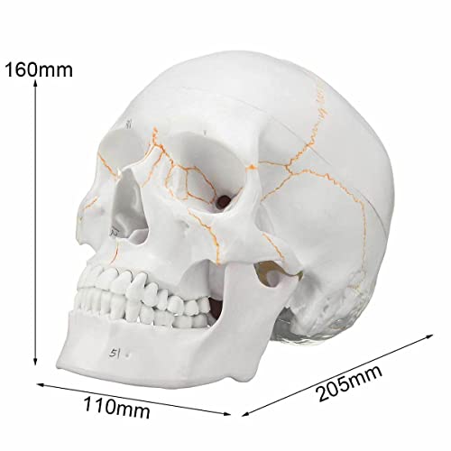 Image of Life Size Premium Human Skull Model with Removable Calvarium Anatomical Model Numbered to Show Detailed Features 3 Parts with Detailed Study Guide