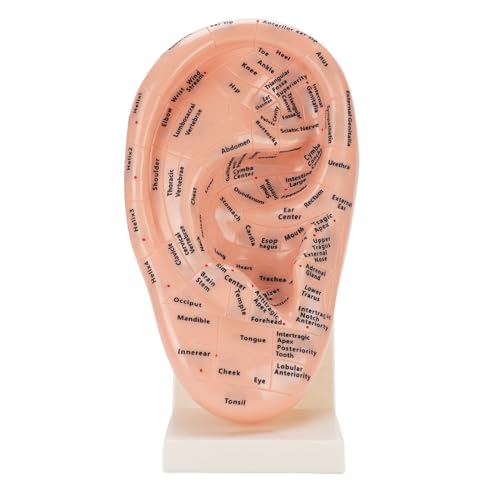 Modèle d'acupuncture oreille laboratoire outil éducatif massage auriculaire