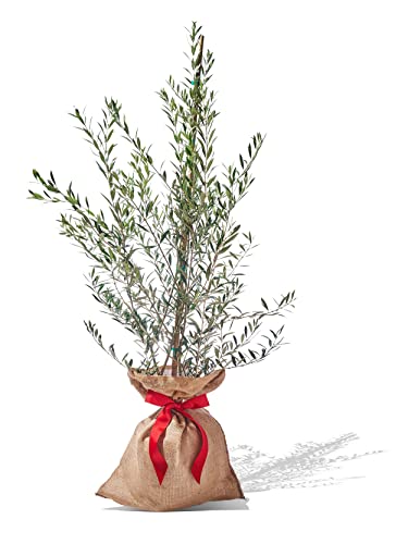 PlantOGram Live Frantoio Olive Container Plant Tree 2-3 Feet Tall for Indoor or Outdoor Gift