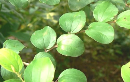 Image of Indian jujube leaves Ber patta Barakoli patra Live Leaf's