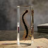 ABURRORI Real Centipede in Resin