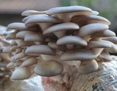 Root Mushroom Farm- Mushroom Liquid Cultures/Florida Oyster(Pleurotus Florida)