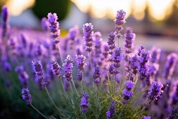 See full amazon price history chart for Orgina English Lavender Healthy Hybrid_Live plant_Suitable for all climates Special Variety_ Pack of -1 Orgina English Lavender Healthy Hybrid_Live plant_Suitable for all climates Special Variety_ Pack of -1 (B0CR1SS2WG) Amazon Price History, Amazon Price Tracker