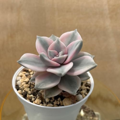 観葉植物 多肉植物 錦」の人気商品一覧 | 安い商品を通販サイトから