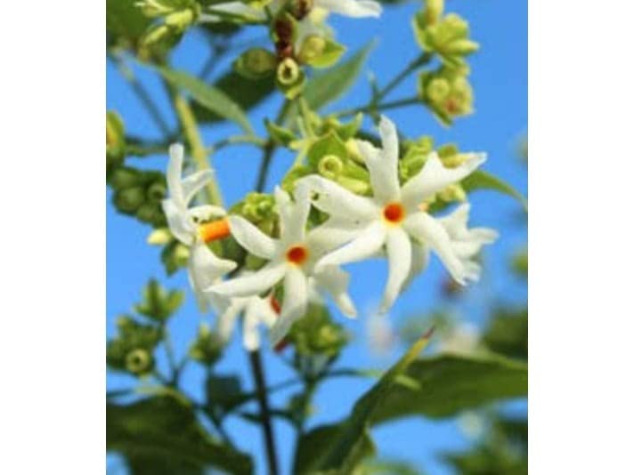 NEW DEBNATH NURSERY Jasmine Parijat shuli (1 Live Plant) 41 (B0BSFTHP3Z) Amazon Price History, Amazon Price Tracker
