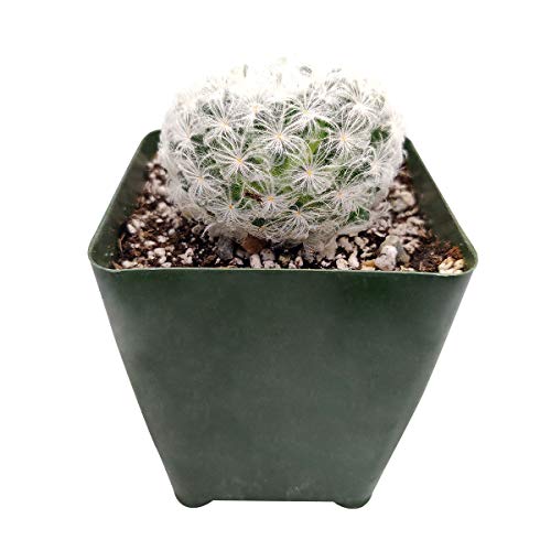 SUCCULENTS BOX | Unique Collection of Live Cactus Plants, Mammillaria Plumosa 'Feather Cactus' (2 inch), Hand Selected, Rare Varieties for Gift or Home Decoration