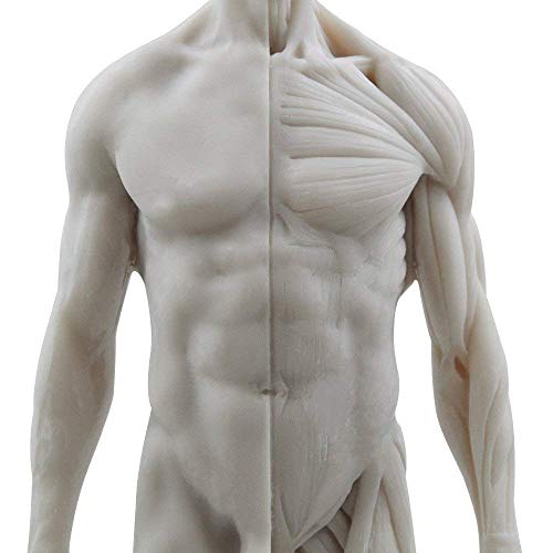 Image of Human Body Musculoskeletal Anatomical Mode 11 Inch Female Male Human Anatomy Model of Art Anatomy Figure for Study Color White