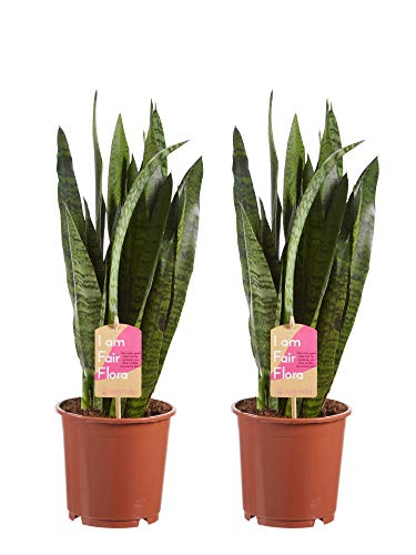 Plantas de interior de Botanicly – 2 × Lengua de tigre – Altura: 50 cm – Sansevieria Zeylanica