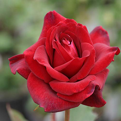 Best Red Rose Bushes for Your Garden