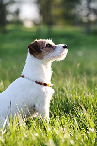 Bernstein-Halsband für Hunde aus baltischem Bernstein mit verstellbarem Trageriemen