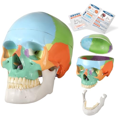 Amazon.co.jp: KIYOMARU カラー頭蓋骨模型 人体模型 頭蓋骨模型 理学