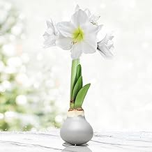 Silver Base Waxed Amaryllis White Intokazi Flower Bulb with Stand, No Water Needed