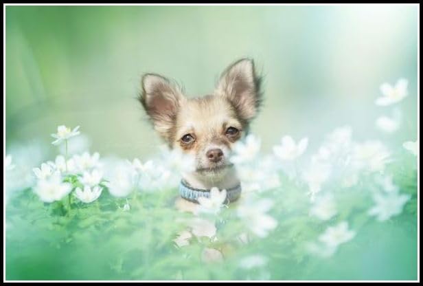 Amazon | チワワのかわいいペットの犬﹣5D Diyダイヤモンドペイン
