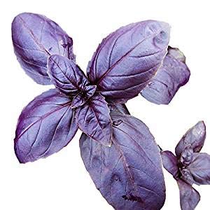 Basil Herb Seeds- Purple Dark Opal 200+ Seeds-- #TOP15