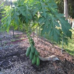 Mphmi Papaya, Papita (Grown through) papaya plant hybrid dwarf - Plant (B096WCK3K9) Amazon Price History, Amazon Price Tracker
