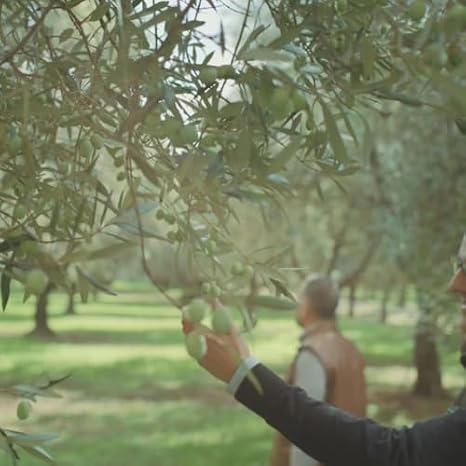 L'Ottobratico 500ml Italian Premium Extra Virgin Olive Oil | Natural antioxidants | FREE FROM ALLERGENES | Monovarietal Ottobratica Olive | Slow Food Presidia.