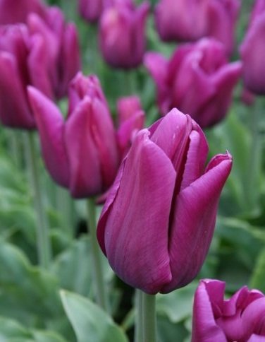 25 Quality Tulip Bulbs - Passionale Purple - Freshly Imported from Holland
