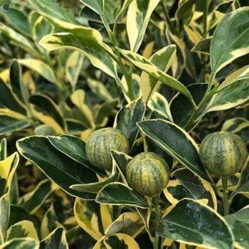 Image of GreenWorld Special Sweet & Rare Big Size Thai Variegated Malta /Mosambi (GRAFTED) Live Plant,Thailand Variety Lemon,''Fruit After 1 Year''