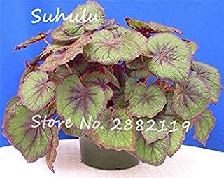 RIC 50 pz Bonsai Begonia semi Cortile balcone Coleus semi di Fiori purificare aria Bonsai resistente calore carnoso FAI da te casa giardino piante 17: Only Seeds