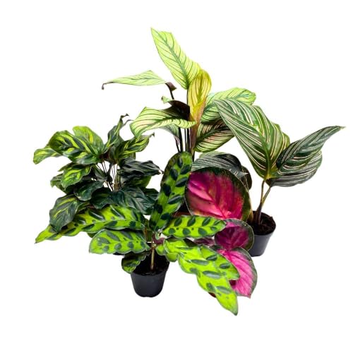 BubbleBlooms Calathea Assortment Set, 2 inch pots, 5 Different Prayer