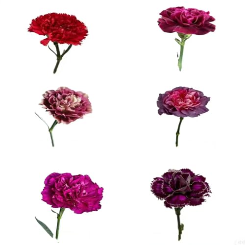 200 piezas Semillas de flores de clavel, Semillas de flores aptas para Dianthus, Planta de clavel barbudo Invernadero Balcón Decoración Salón Jardín Flores Semillas de flores