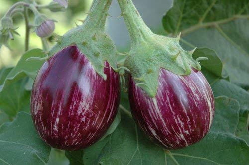 Golden Hills Farm® (AVG 500-2000) seeds Kashmiri Brinjal Eggplant Seeds - Brinjal Cluster Seeds (B08WRJGG6G) Amazon Price History, Amazon Price Tracker