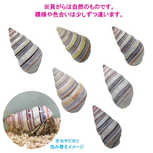 Amazon | イトヒキマイマイの貝殻(殻口:15mm-17mm) | りゅうか商事