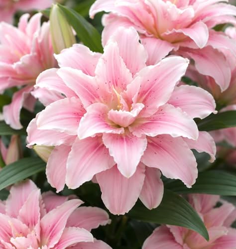 Pink Roselily Double Oriental Lily Bulbs Fragrant Pollen-Free Fully Double Blooms Premium Perennial Flower for Garden Beds & Cut Arrangements (3 Bulbs)