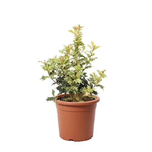 KENTIS - Pianta di Osmanto - Osmanthus Heterophyllus Tricolor - Falso Agrifoglio - Piante da Esterno Vere Resistenti - Vaso Ø 18 cm