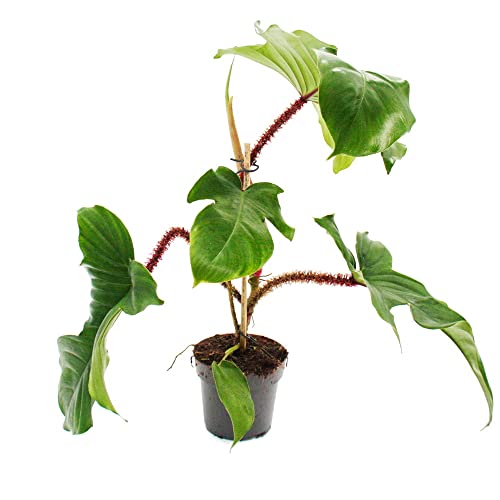 Exotenherz - Philodendron squamiferum - der wilde rotsielige Baumfreund - 12cm Topf