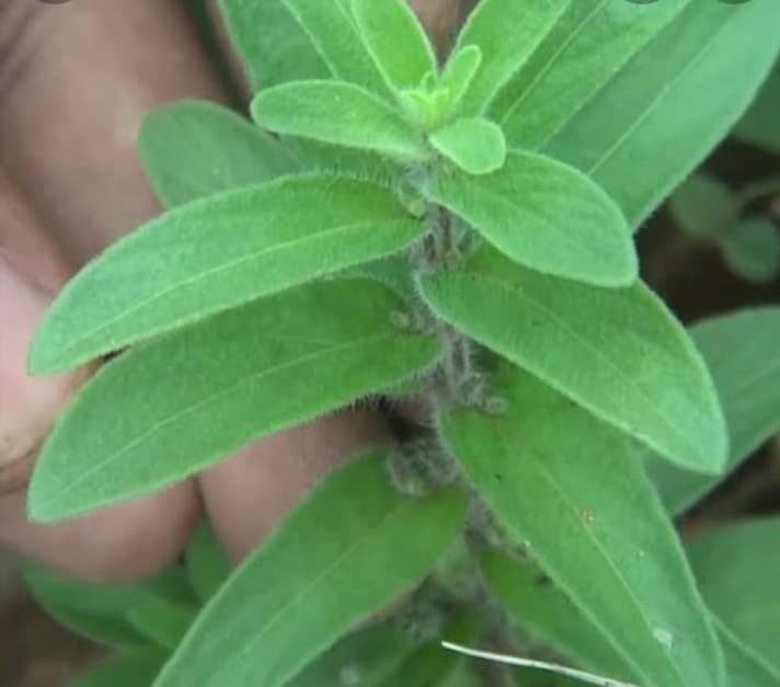 False waterwillow Medicinal live plant/Gopuram Thangi live plant - 1 No in poly bag (B0B1Q7L7FV) Amazon Price History, Amazon Price Tracker