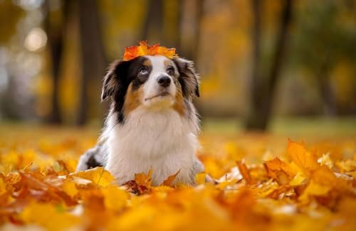 Jigsaw Puzzle for Adults Australian Shepherds in Autumn Park Dogs Forest Animal Game Toys Gift Homeration Dog Lovers1000 Pieces