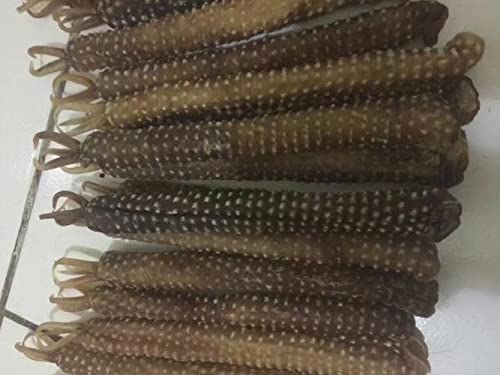 Wonderland Herbs - Crocodile Whip Penis Extract Powder 1Kg #TOP2