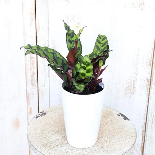 Amazon｜観葉植物 カラテア インシグニス ランキフォリア 4号｜観葉