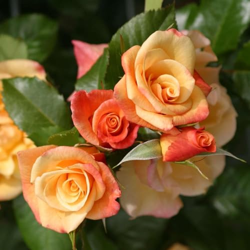 Kletterrose Moonlight in Kupfer-Gelb - Rosa - Kletter-Rose winterhart & duftend - Pflanze für Rankhilfe wurzelnackt/Wurzelware von Garten Schlüter - Pflanzen in Top Qualität