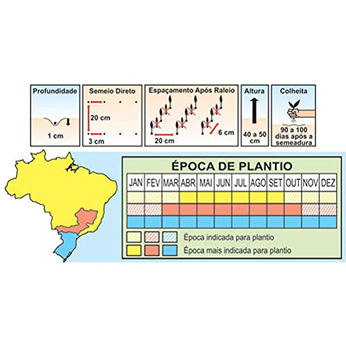 Sementes de Cebolinha Todo Ano Nebuka (Tiunegui) Pcte C/ 250 Gramas