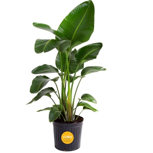 Costa Farms White Bird of Paradise, Strelitzia nicolai, Live Indoor